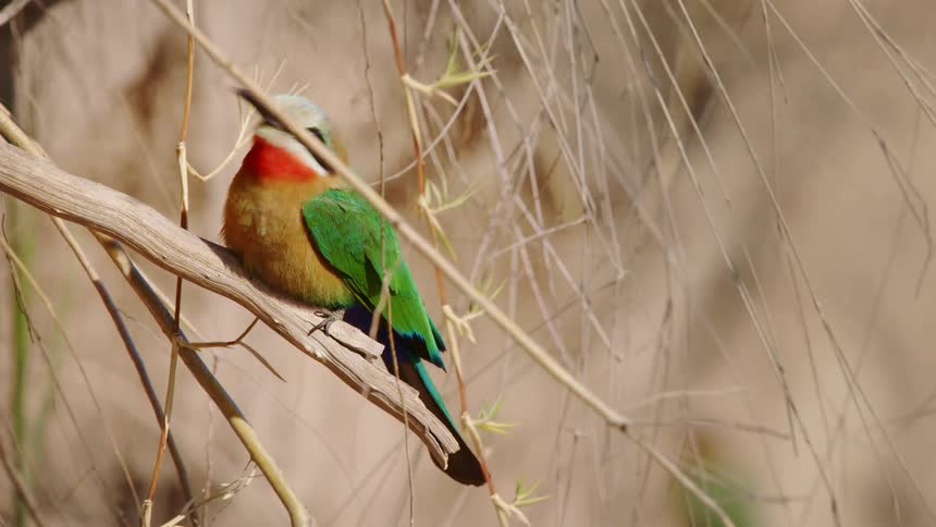 Colorful bird flying on a dry branch