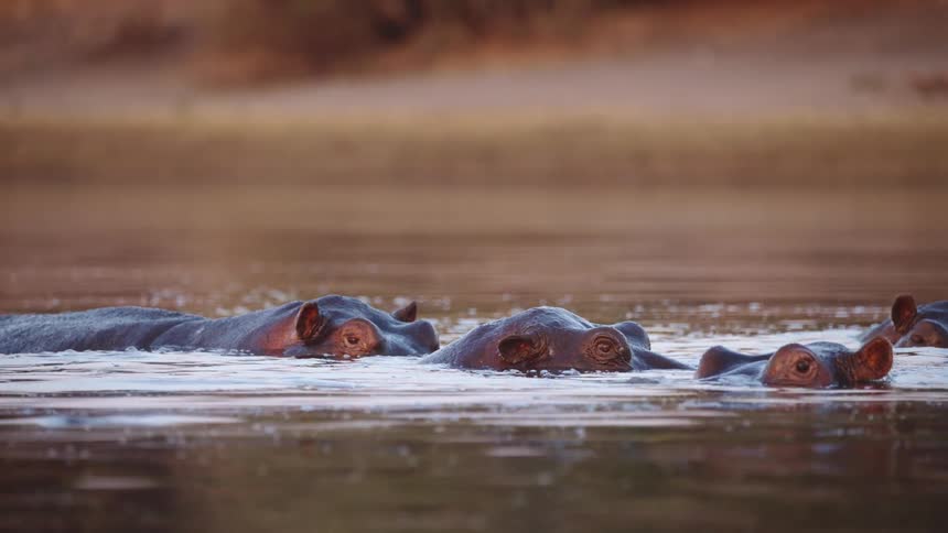 Hippos inside a lake and the address with the mouth open upwards and closing