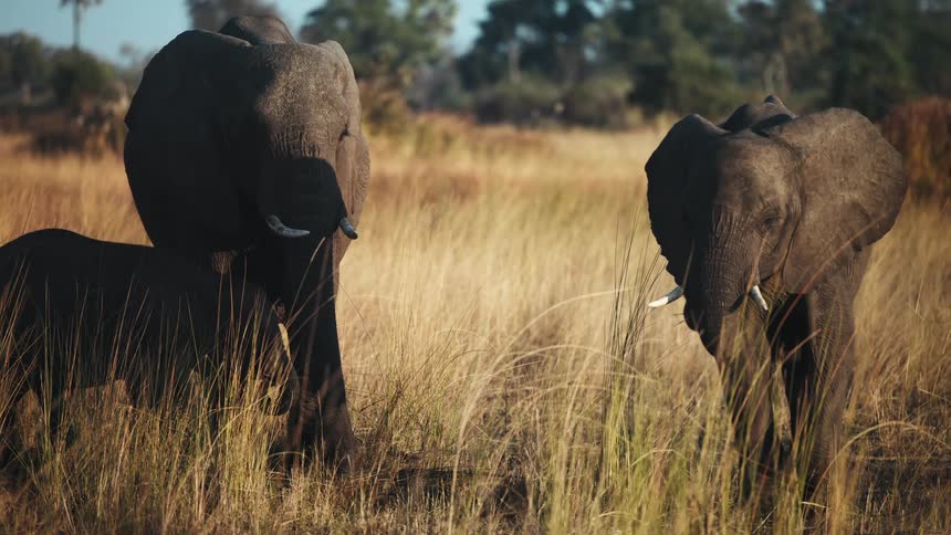 Elephants grazing in a field of dry grass