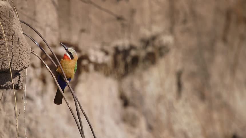 A brightly colored bird flies away from a branch in front of a cliff face
