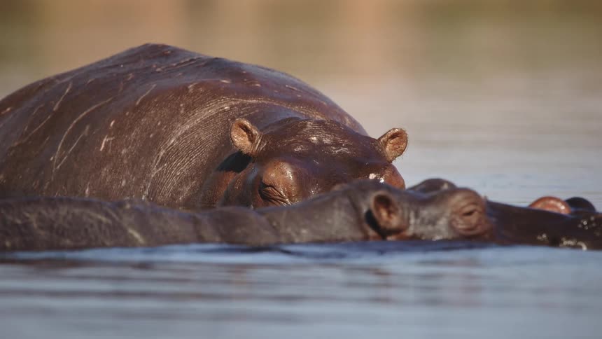 Three rhinos that are partially underwater and they are together and swimming to the right