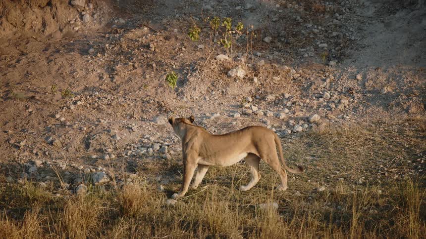 Lion walking in the jungle and stretching