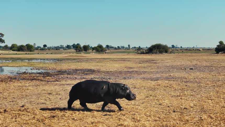 A hippopotamus runs across a swampy grassland on a clear day