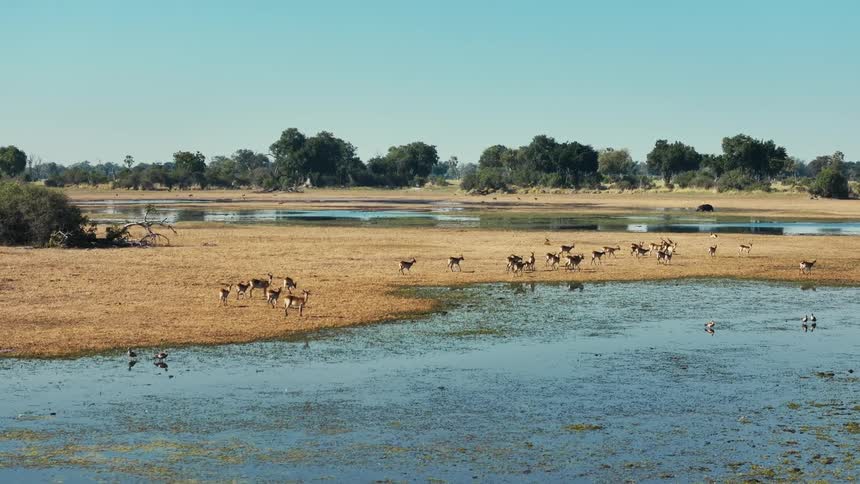 Aerial panorama of antelopes on a land in a jungle surrounded by lakes