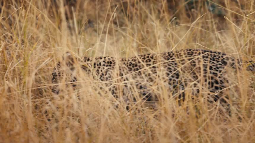 Jaguar walking in dry grass camouflaged in the jungle