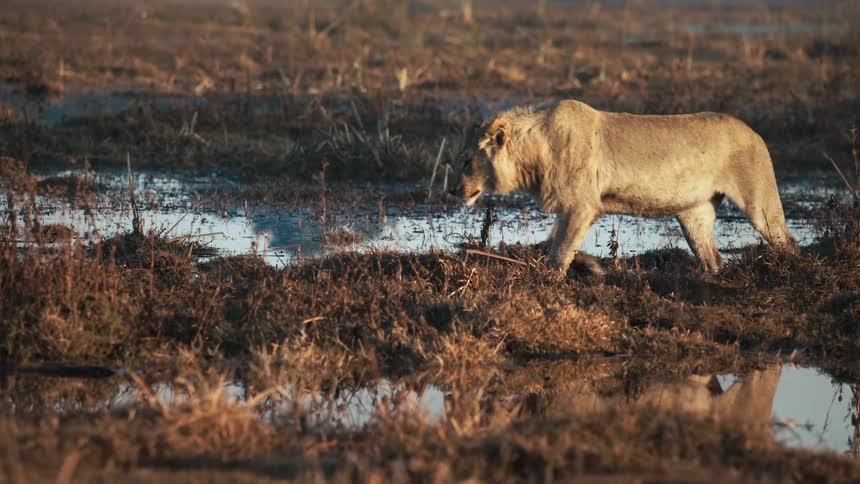 Lion walking on a terrain in a jungle next to puddles of water