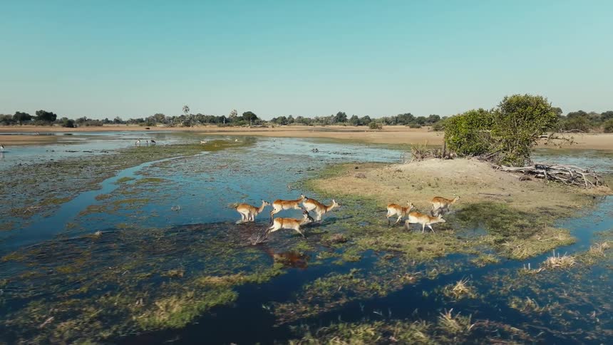 A herd of deer crossing a shallow wetland area under a clear blue sky