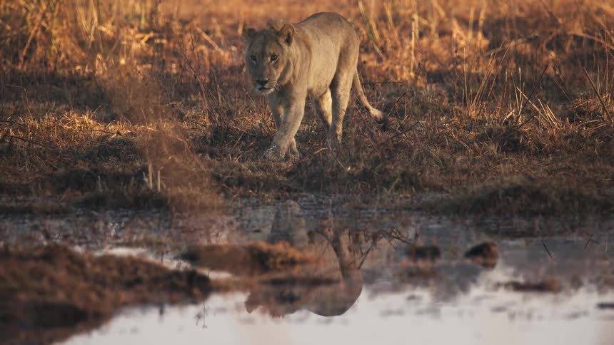 Lion walking near a pool of water in the jungle