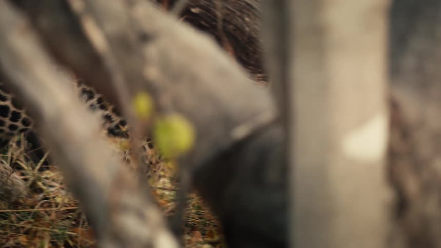 Cheetah slowly walking through shrub and branches stalking its prey