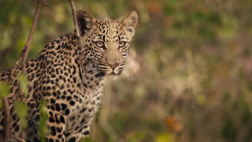 A jaguar is looking around outside