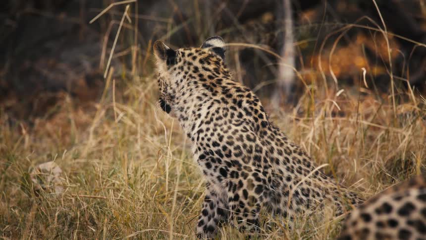 Jaguars in dry grass in the jungle