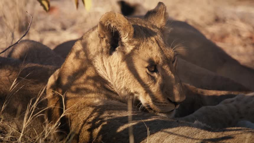 Lions lying in the jungle