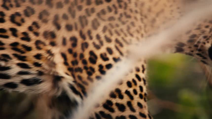 A leopard walking near a tree trunk