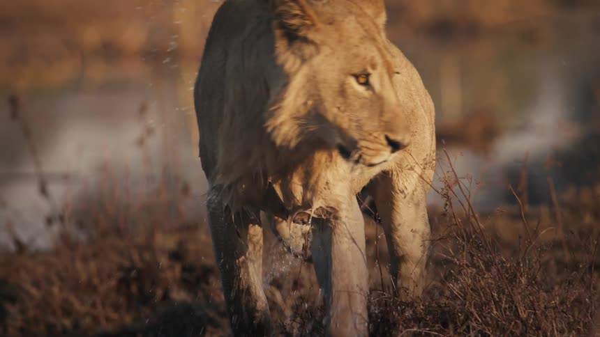 Lion coming out of a lake in the jungle