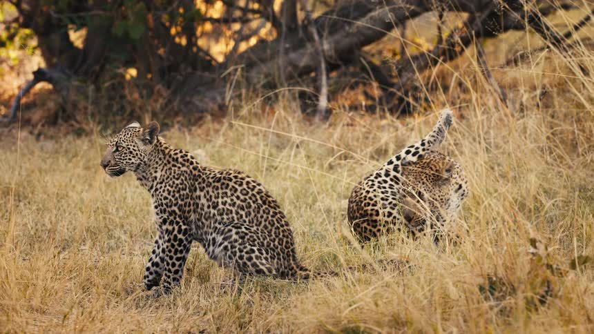 Two jaguars licking themselves in the jungle