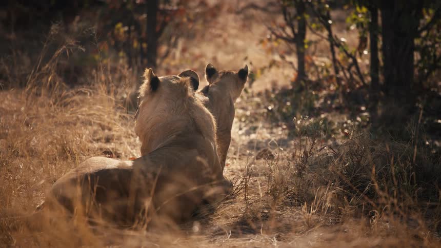 Some lions are sitting calmly while resting in a grassy field