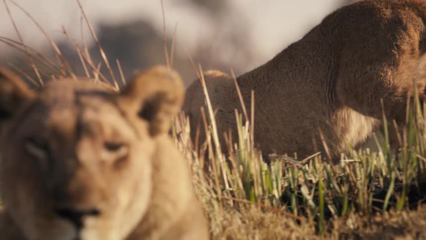 An older lion cub walks behind a lioness resting in the field while watching the area