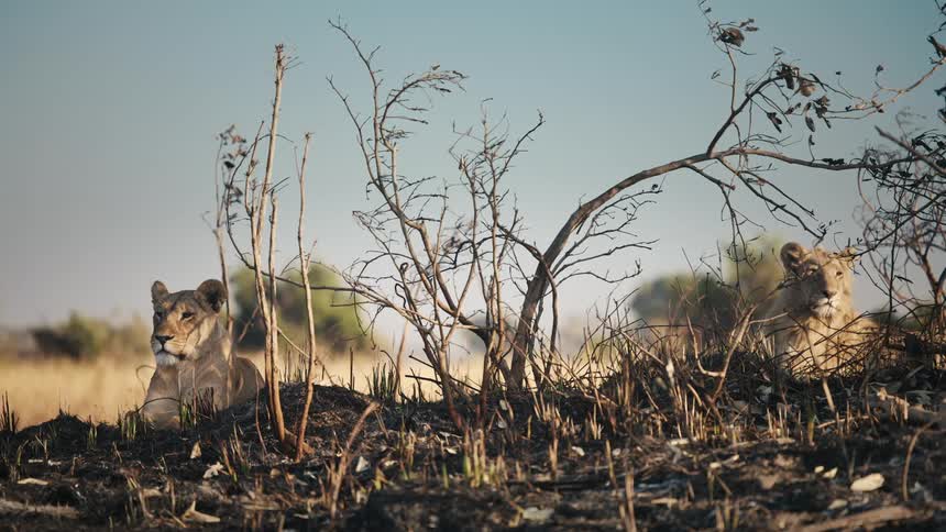 Two lions lying down on a dry patch in the jungle