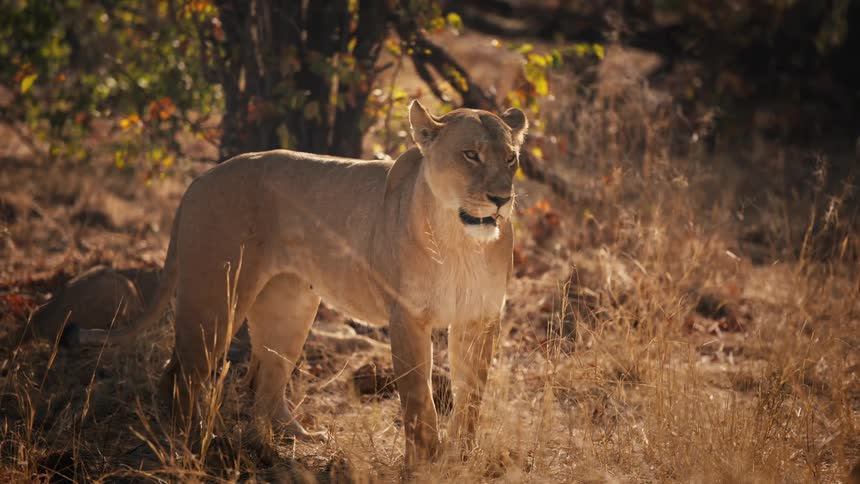 Lioness standing alert among dry grass and trees in a sunlit savanna