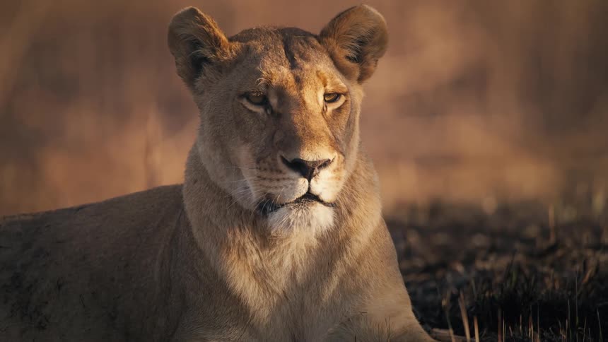 A lion lies on the ground on a plain