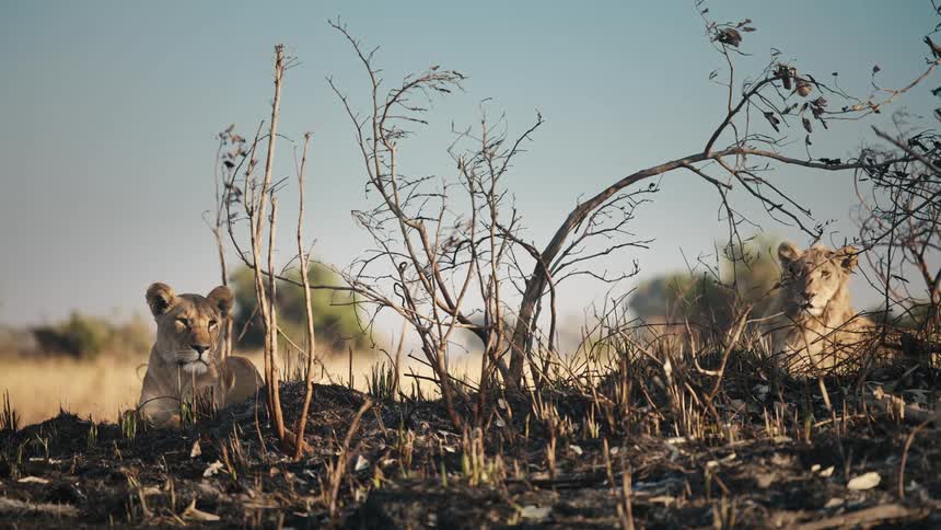 Two young lions are lying on a dirt floor with a small dead tree in the middle