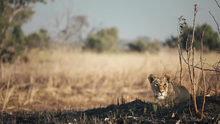 A lioness rests in the tall grass watching her surroundings attentively