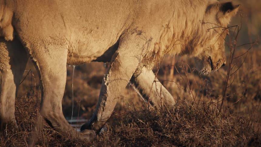 A lion with wet fur slowly approaches some shallow flowing water