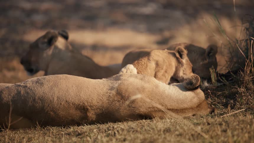 Two lions eat an animal carcass while two other lions rest on a plain