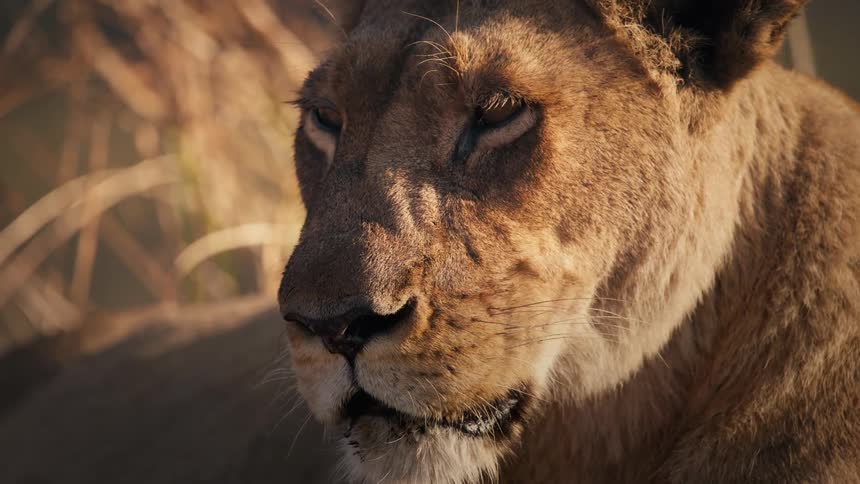 Closeup of a lionesss face showing its intense watchful eyes