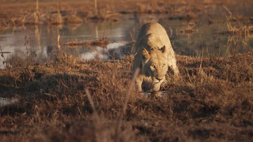 A lion standing along a river leans forward to take a drink from it