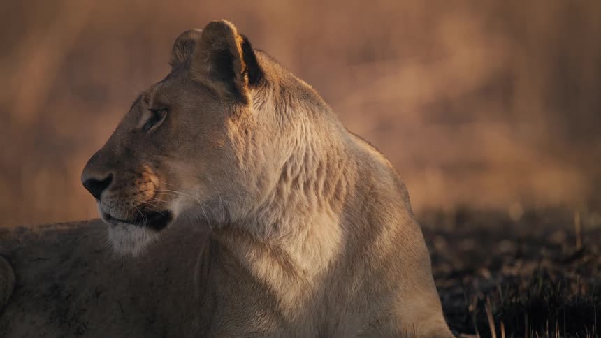 Lion lying in the jungle watching watching