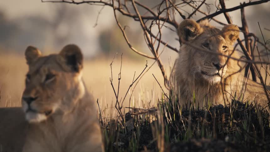 Two lions lie in the shade on the savanna and look around