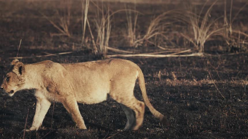 A lion walks buy in the dirt