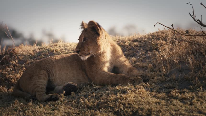 Little lion lying in the jungle and getting up