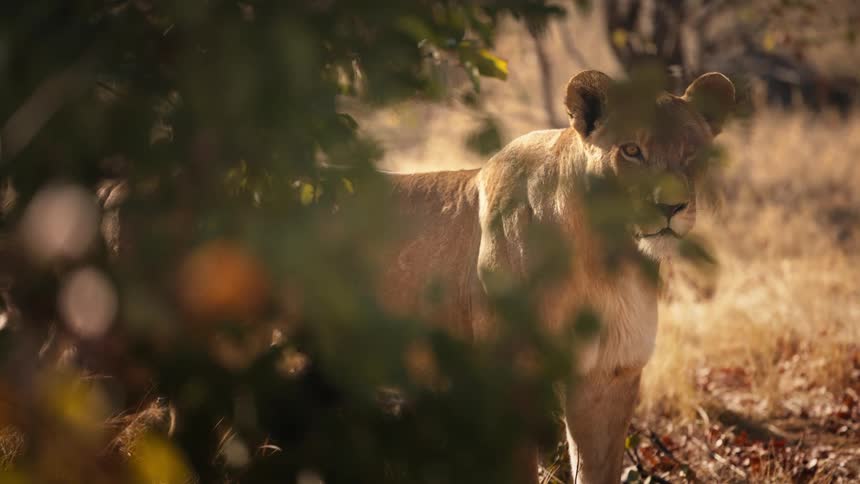 Lioness pauses next to a tree before walking through a field on the savanna