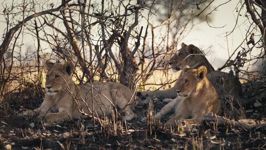 A group of three young lions lying on a dirt floor with some branches around