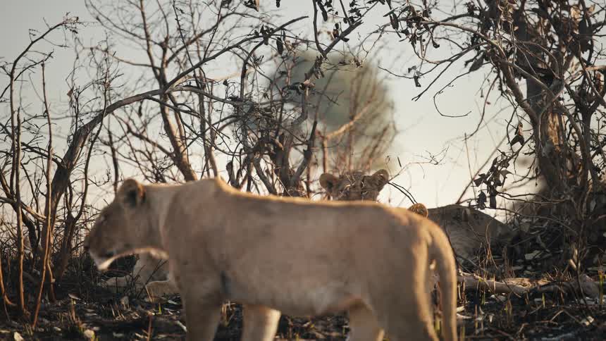 Lions walking in a jungle environment and others lying down