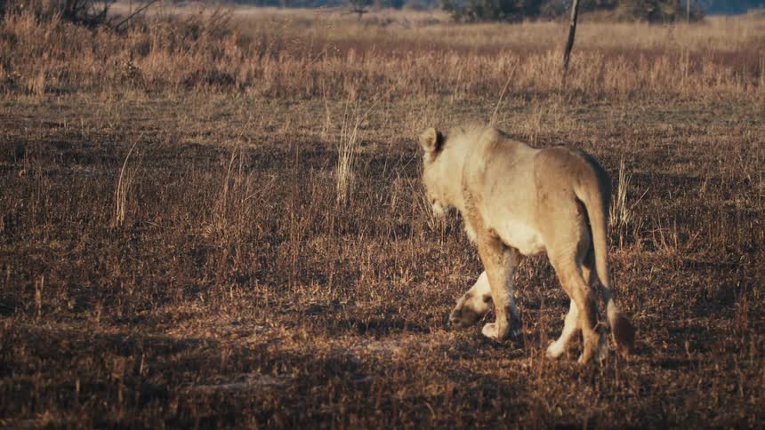 Lone lion walks across a field on a sunny day