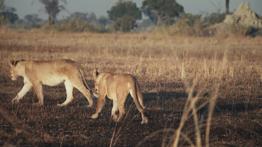 Two lions of different sizes walking together on burnt grass in the jungle