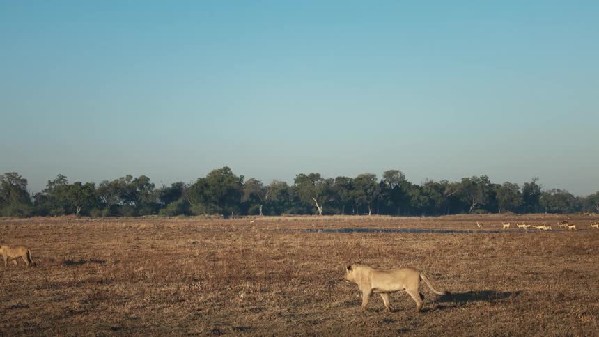 Lions walking in a jungle