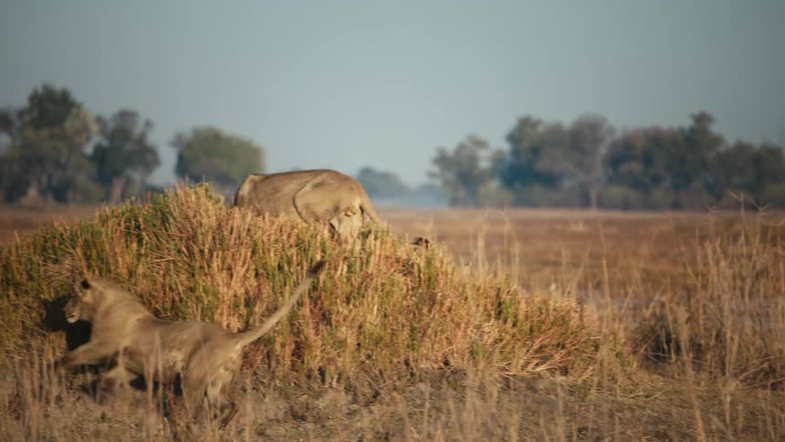 Lions in the jungle walking and running