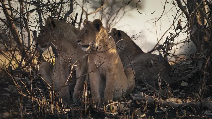 Lions on the savanna rest in the shade of a tree on a slightly misty day