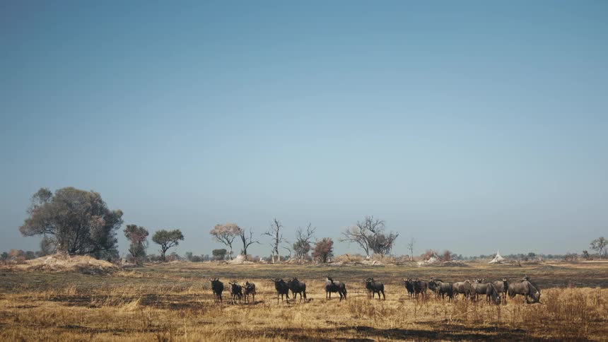 Group of buffaloes in the wild during a cloudless blue sky day