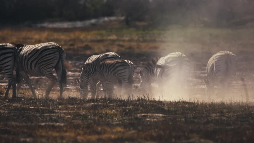 Zebras in a burned field in the jungle