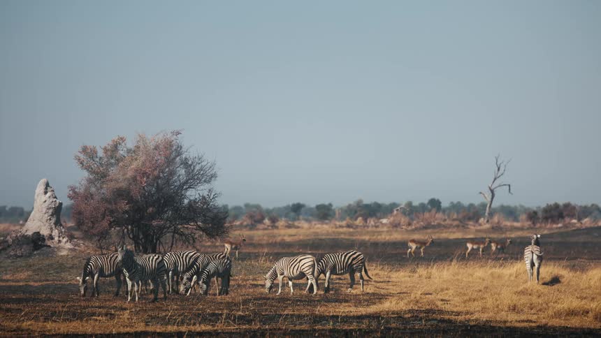 Zebras and antelopes walking through a burning jungle