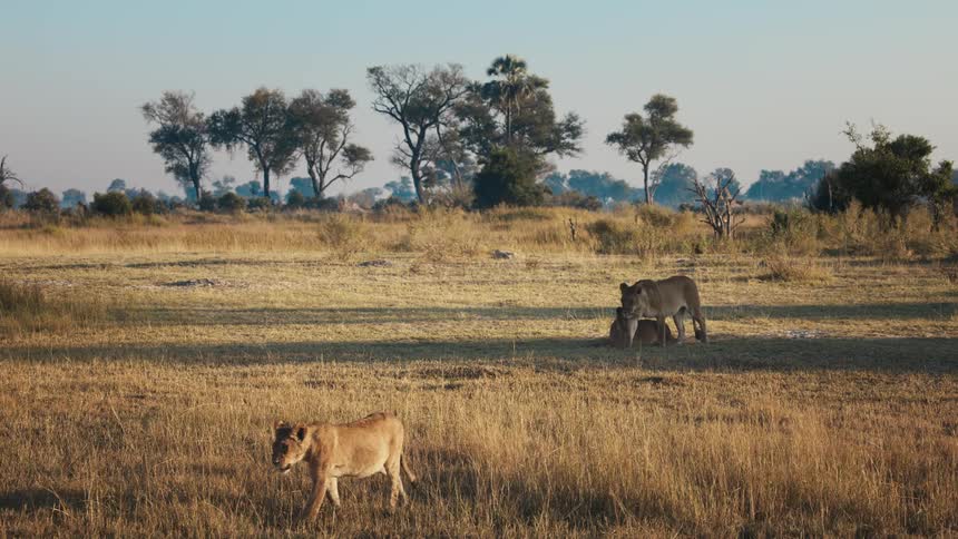 A pair of lions slowly walk across a grassy plain with a few trees