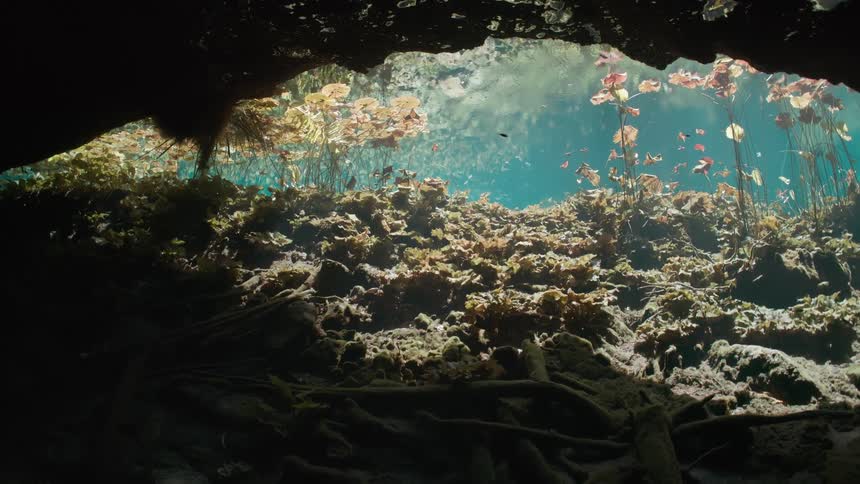 Cave in water with aquatic plants