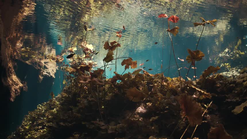 View from inside the water with solar reflection and corals
