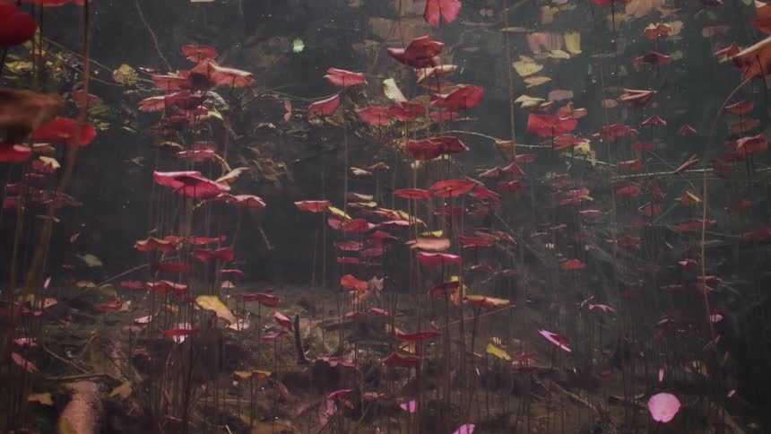 View of aquatic plants