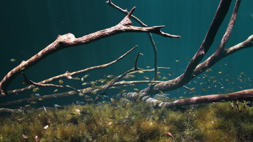Tree remains underwater as fish swim around it